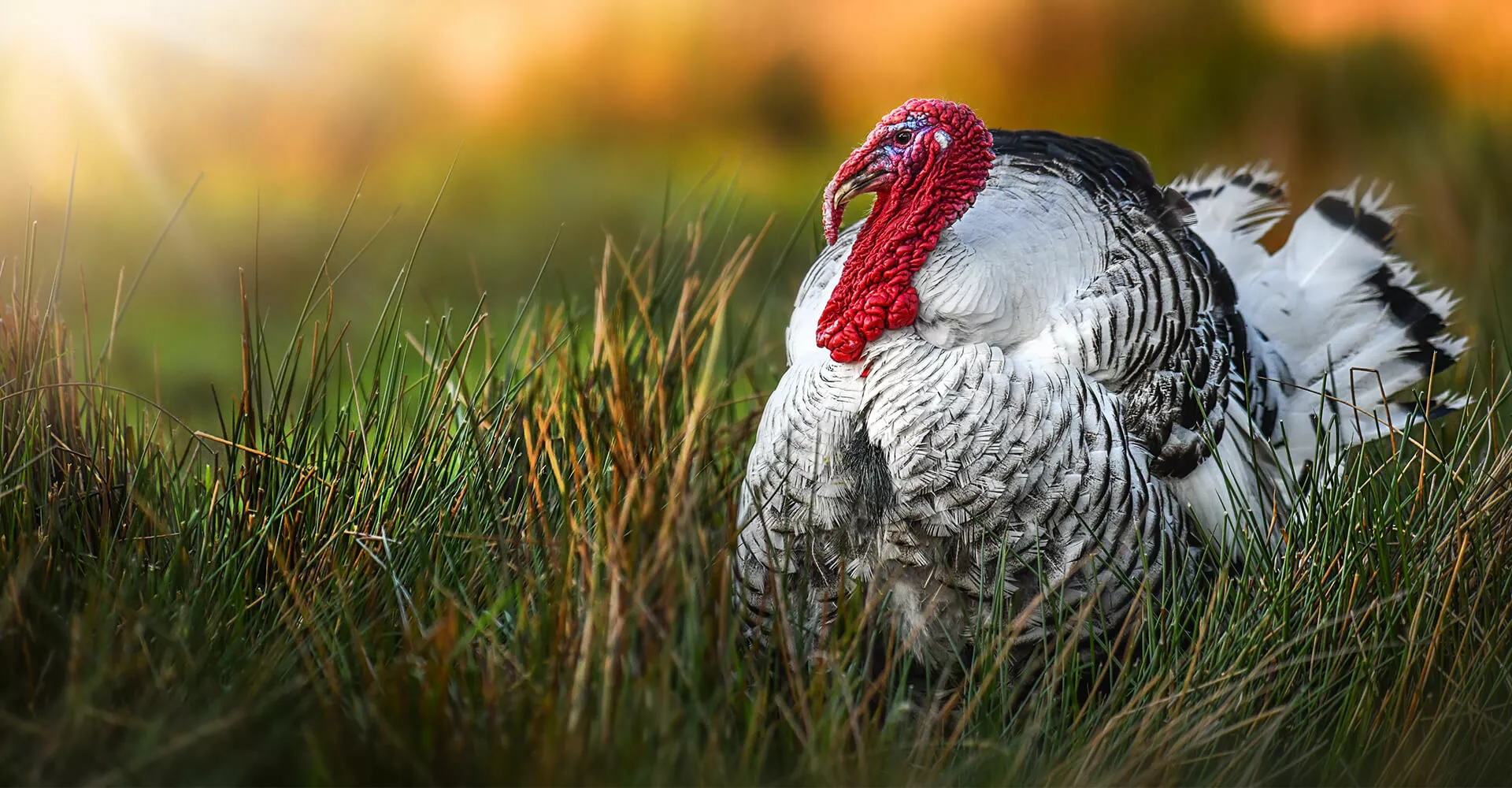 Turkey stands on meadow